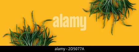 Banner made from fresh herbs on yellow background. Stock Photo