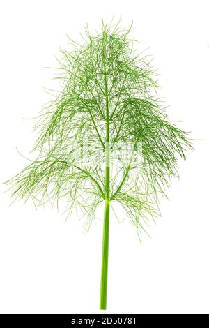 Fresh wild fennel plant isolated on white background Stock Photo