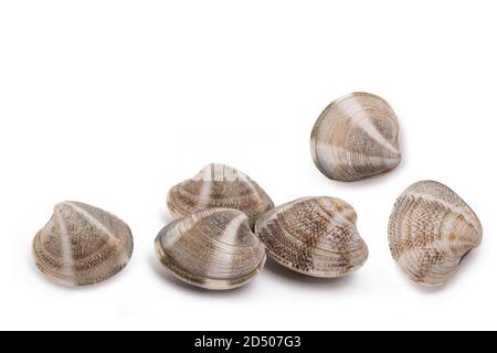 clams group  isolated on white background Stock Photo