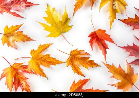 Autumn leaves of various vibrant colours scattered on an isolated white background Stock Photo