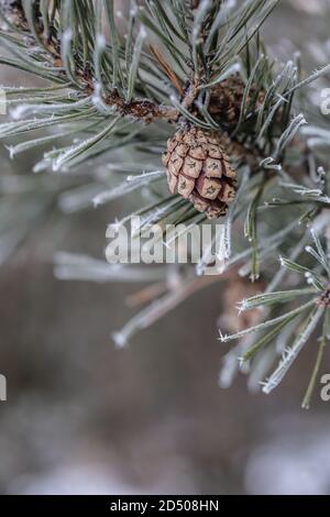 Pine tree branch with needles and cone on a freezing winter day Stock Photo