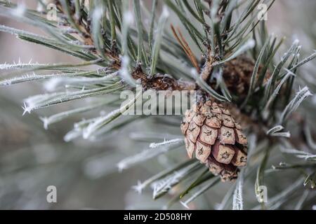 Pine tree branch with needles and cone on a freezing winter day Stock Photo