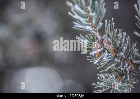 Frozen pine tree twig with cones on a wintery day Stock Photo