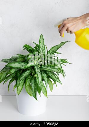 woman sprays a houseplant Aglaonema with clean water from a spray bottle. houseplants care. selective focus. Stock Photo