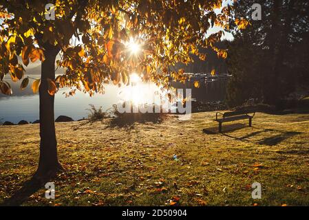 An empty wooden bench under a tree with morning sun shining through colorful autumn leaves at a park by the ocean. Stock Photo