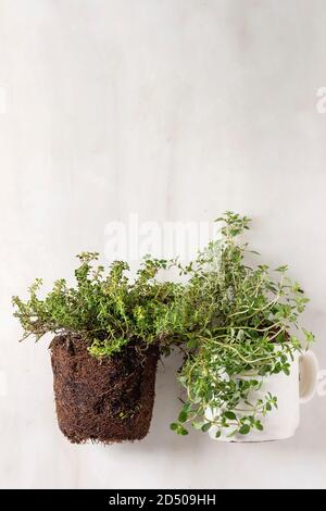 Kitchen table potted gardening greens thyme in white mug and in soil outside pot over white marble background. Flat lay, space Stock Photo