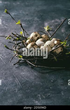 Quail Easter eggs in birds nest over dark blue texture background. Copy space Stock Photo