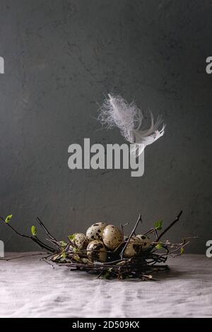 Quail Easter eggs in birds nest with white soaring feather standing on grey linen table cloth with concrete wall at background. Easter holidays interi Stock Photo