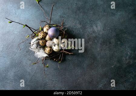 Colored chicken and quail Easter eggs in birds nest with white feather over dark blue texture background. Flat lay, space Stock Photo