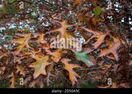 Egham, UK. 11th October, 2020. A Northern pin oak tree (Quercus ellipsoidalis) displays foliage in early autumn colours in Windsor Great Park. Horticulturalists have predicted a spectacular display of autumn colours in the UK following sunny weather in the spring and September as well as sufficient rain during the summer. Credit: Mark Kerrison/Alamy Live News Stock Photo