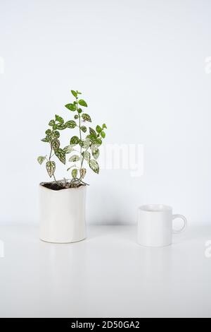 White mug and a white flower pot with green leafy plant inside on a white table Stock Photo