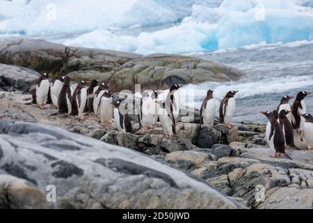 Gentoo penguins (Pygoscelis papua). Gentoo penguins grow to lengths of 70 centimetres and live in large colonies on Antarctic islands. They feed on pl Stock Photo