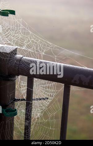 A spiders web in the morning mist attached to a wrought iron balcony Stock Photo