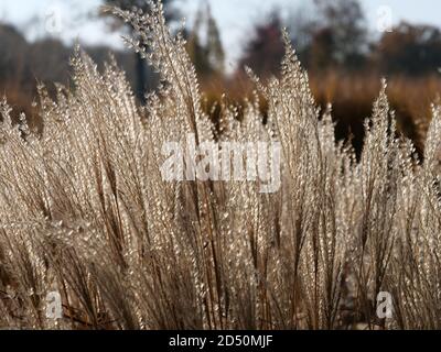Plumes of grasses seen against the light of the sun on a sunny day in November. Stock Photo