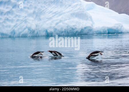 Gentoo penguins (Pygoscelis papua). Gentoo penguins grow to lengths of 70 centimetres and live in large colonies on Antarctic islands. They feed on pl Stock Photo