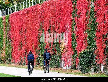 Berlin, Germany. 12th Oct, 2020. Two cyclists ride past a wall of the Chancellery with coloured autumn leaves. Credit: Jens Kalaene/dpa-Zentralbild/dpa/Alamy Live News Stock Photo