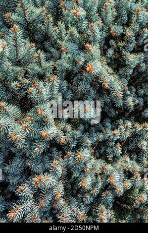 Natural Background from twigs of blue spruce or pine with small cones close-up. Christmas tree. Copy space Stock Photo