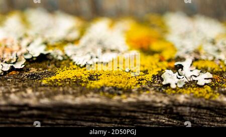 Old wood with multicolored lichens close up. selective focus. Texture Stock Photo