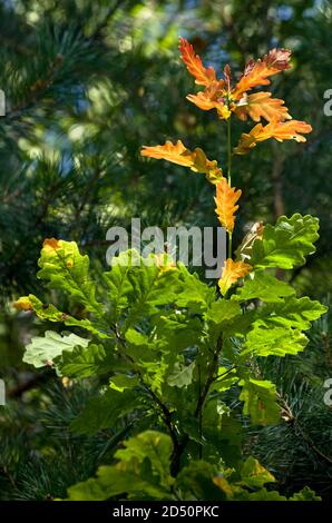 Young green oak tree with a branch of red leaves. Close up photo with a shallow depth of field. Natural seasonal background. Stock Photo