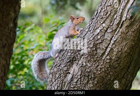 Eastern Grey Squirrel (Gray Squirrel), Sciurus carolinensis, running up a tree trunk in Autumn in West Sussex, England, UK. Stock Photo