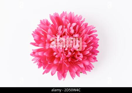 Purple pink aster flower isolated on white background. Stock Photo