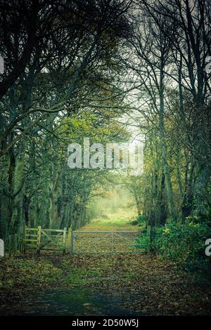 A tree lined track behind a gate in countryside outside Consett, County Durham, UK Stock Photo