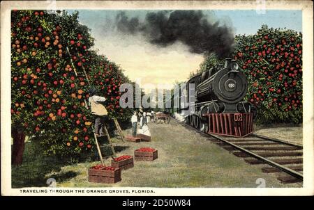 Traveling through the Orange Groves, Florida USA, Steam Locomotive | usage worldwide Stock Photo