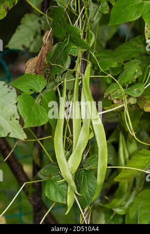 Runner beans growing on climbing vines Stock Photo