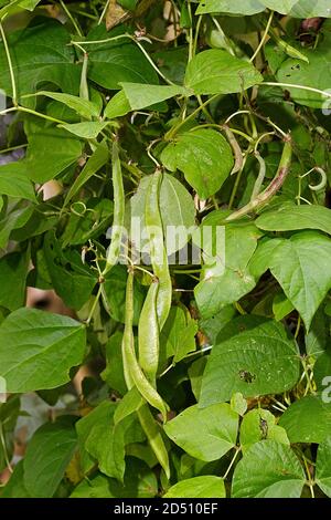 Runner beans growing on climbing vines Stock Photo