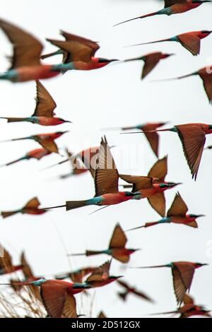 A colourful flock of Southern Carmine Bee Eaters in flight Stock Photo
