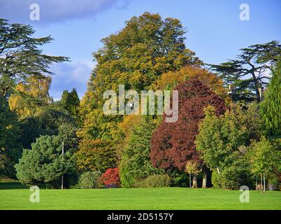 Autumn trees in sunshine at Rozelle Park Ayr, South Ayrshire Scotland Stock Photo