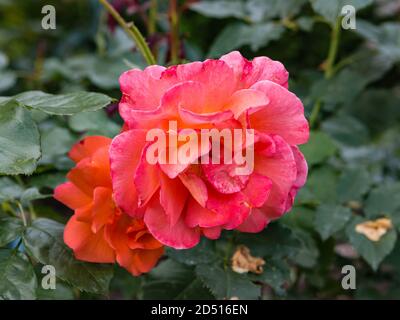 Beautiful pink flower of rose - woody perennial flowering plant Stock Photo