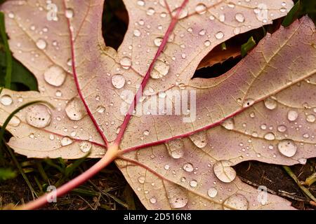 Autumn leaf on ground with raindrops Stock Photo
