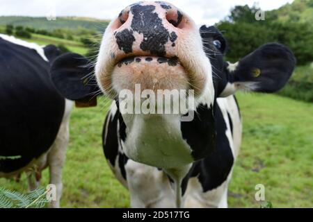 Close up funny image of cow's nose and mouth, head lifted up showing up nostrils and ears out. black and white cow in green field in summer Stock Photo