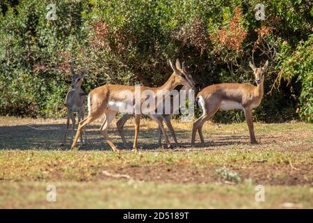 The mountain gazelle or the Palestine mountain gazelle (Gazella gazella) is a species of gazelle widely but unevenly distributed. Mountain gazelles ar Stock Photo