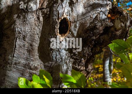 Bird nest in a tree trunk Stock Photo