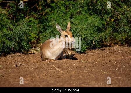 The mountain gazelle or the Palestine mountain gazelle (Gazella gazella) is a species of gazelle widely but unevenly distributed. Mountain gazelles ar Stock Photo