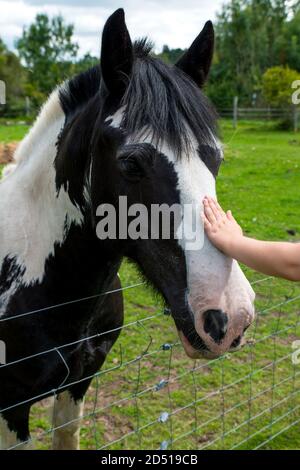close up of mans hand stroking brown and white horses head in field in summer sun Stock Photo