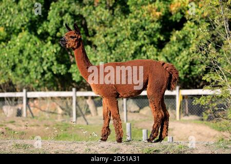 Brown Alpaca, Vicugna pacos, seen from the side, standing in a fenced pasture on the farm.