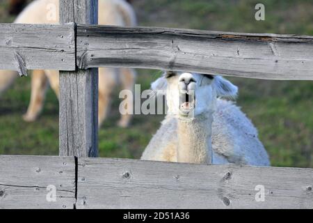 Sleepy white Alpaca, Vicugna pacos, is looking through wooden fence and yawning. Funny animal photo. Stock Photo