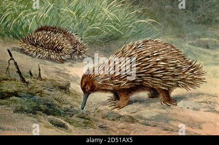 vintage dinosaur extinct animal illustration Stock Photo