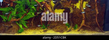 Aquarium with Buenos Aires tetra (Hemigrammus anisitsi) Stock Photo