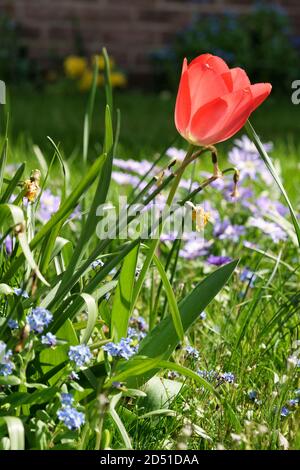 Tulip that looks like a poppy hi-res stock photography and