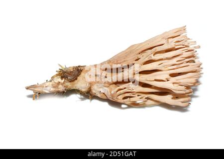 Coral fungus Ramaria suecica isolated on white background Stock Photo