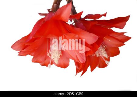 Epiphyllum orchid cactus red flower isolated on white background Stock Photo