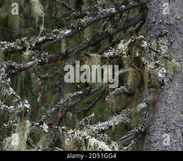 Different types of lichen Alectoria and Hypogymnia growing on the same fir tree Stock Photo