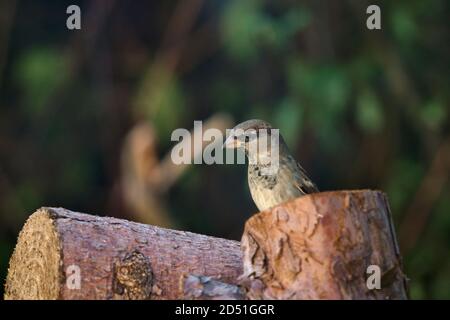 Female house sparrow sitting on a log in a Wiltshire garden Stock Photo