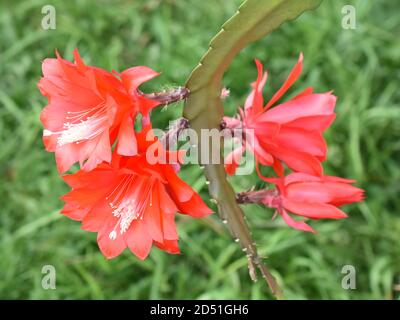 Epiphyllum orchid cactus red flower isolated on green background Stock Photo