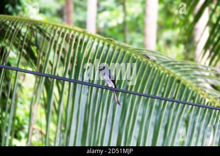 Winter tropical treescape with White-bellied Drongo (Dicrurus caerulescens leucopygialis) against the background of an elegant palm leaf in the rain f Stock Photo