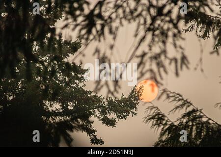bright red moon glowing behind dark green pine tree branches on a hazy evening Stock Photo